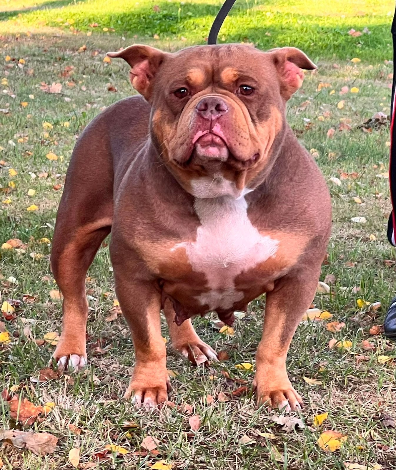 American bully teefje zoekt nieuw huisje, Overige rassen, Teef, Eén hond, 3 tot 5 jaar