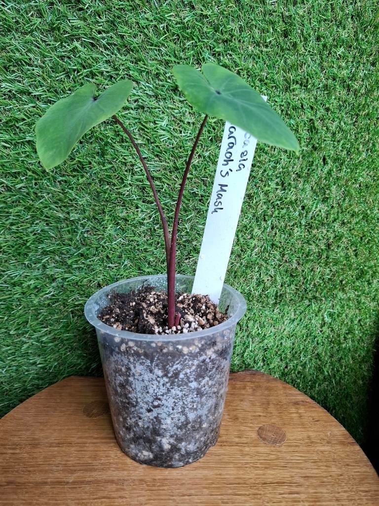 Colocasia Pharaoh's Mask., Tuin en Terras, Planten | Tuinplanten, Ophalen of Verzenden, Overige soorten, Volle zon