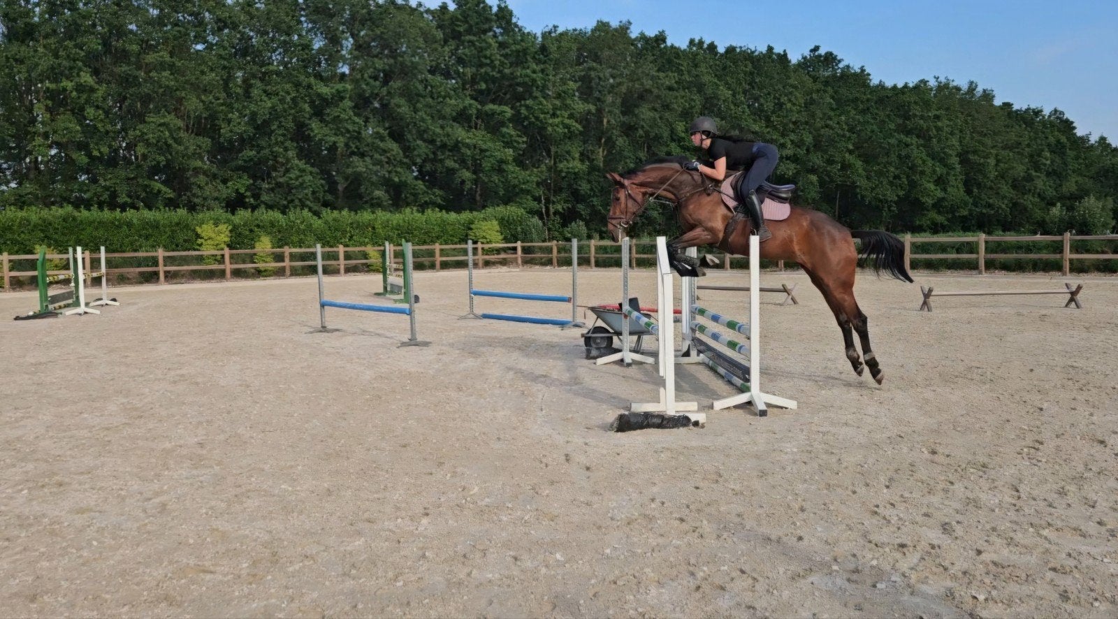 4 jarige spring merrie met potentie, Dieren en Toebehoren, Paarden, Merrie, 3 tot 6 jaar, Springpaard