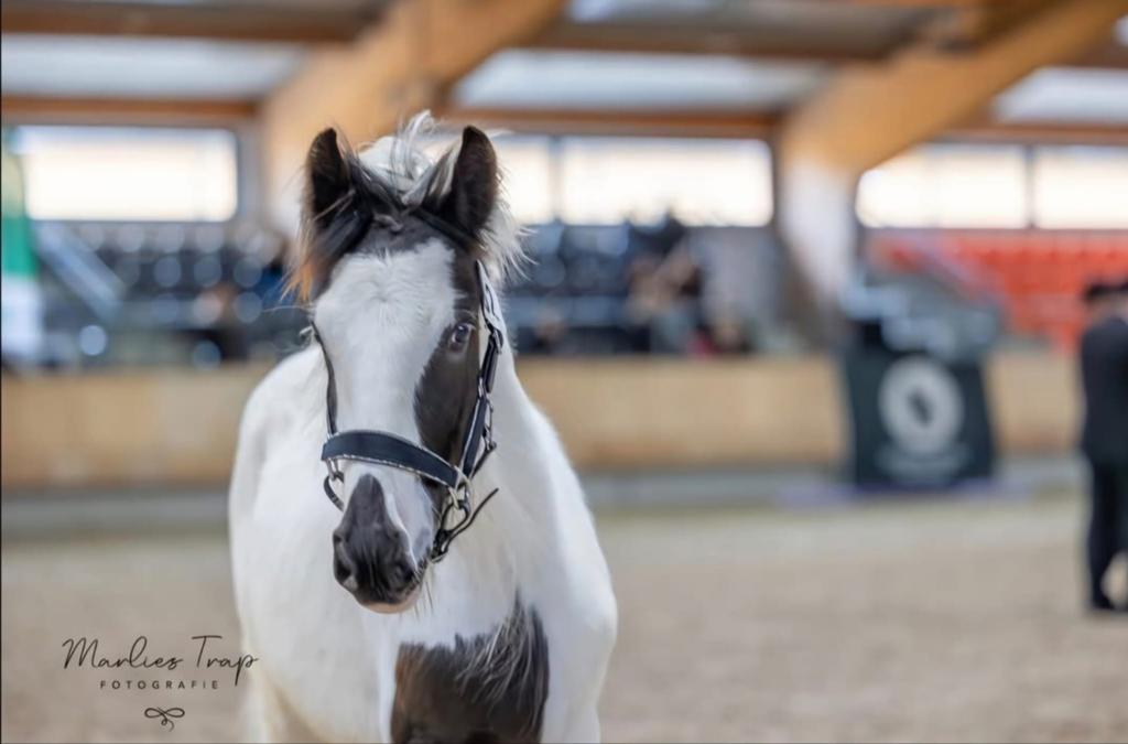 3 jarige tinker hengst / ruin., Hengst, A pony (tot 1.17m), 0 tot 2 jaar