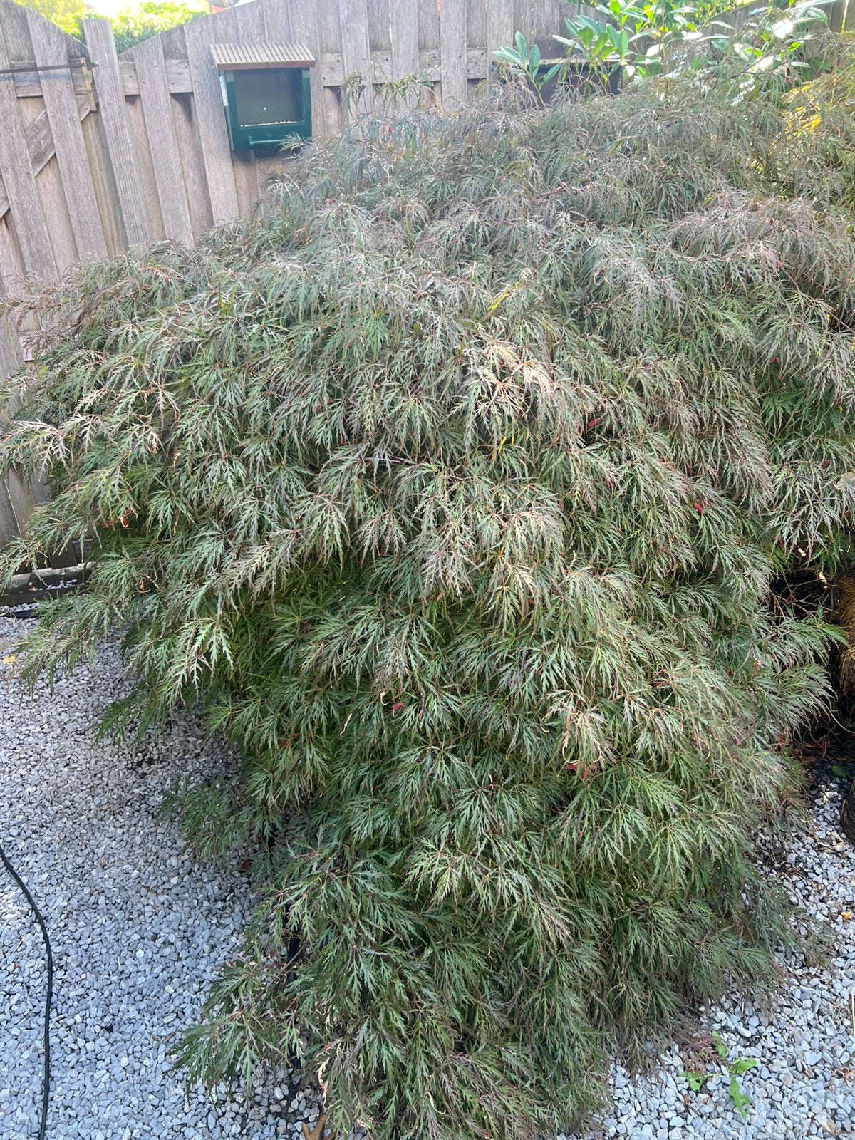 Japanse esdoorne, Ophalen, Halfschaduw, Overige soorten, Lente