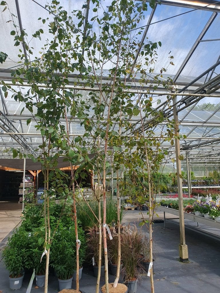 Betula utilis Doorenbos Himalayaberk witte stam herfstkleur, Overige soorten, Volle zon, Vaste plant, Ophalen of Verzenden