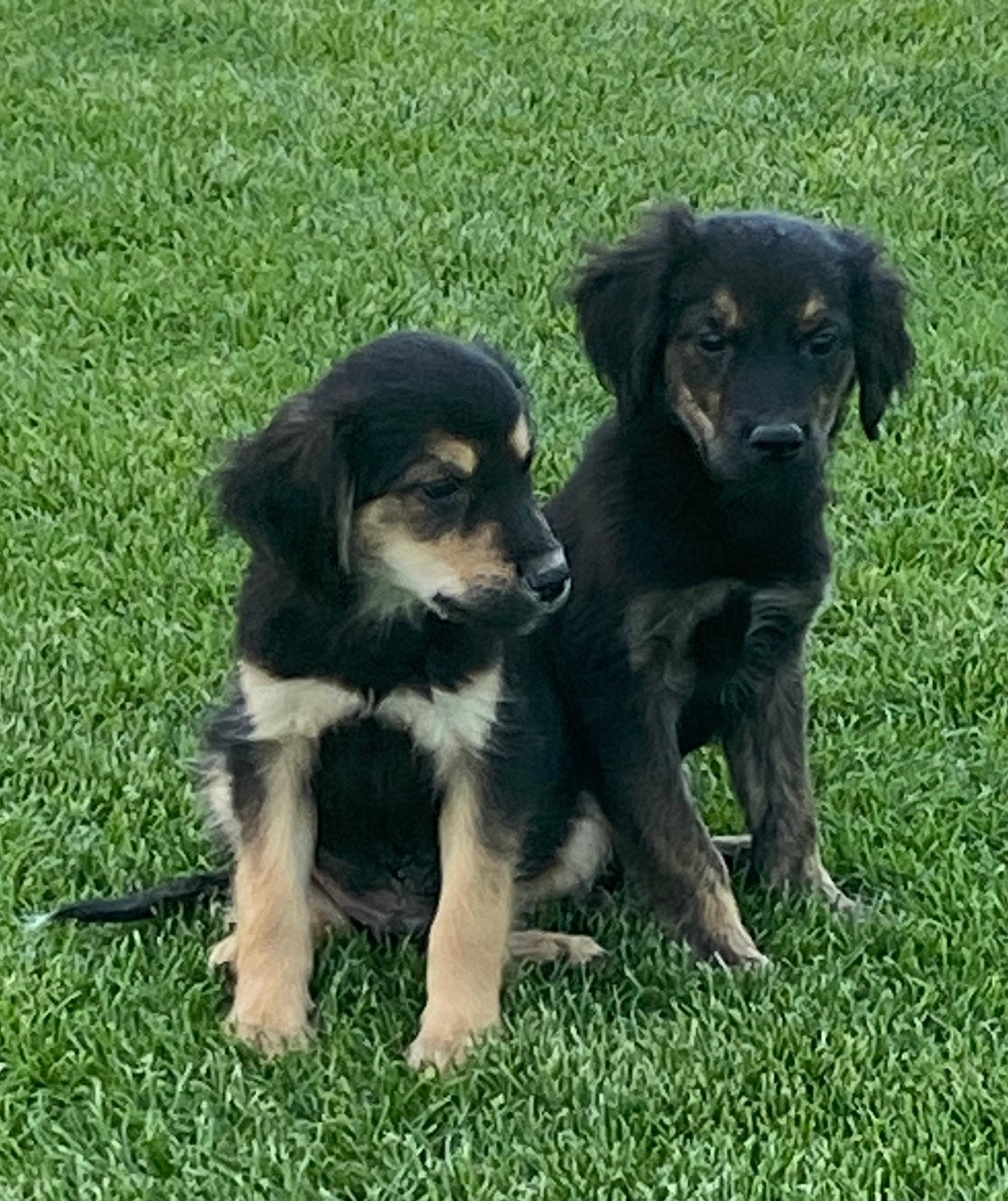 Zeer speciale GOLDEN RETRIEVER x FRIESE STABIJ pups