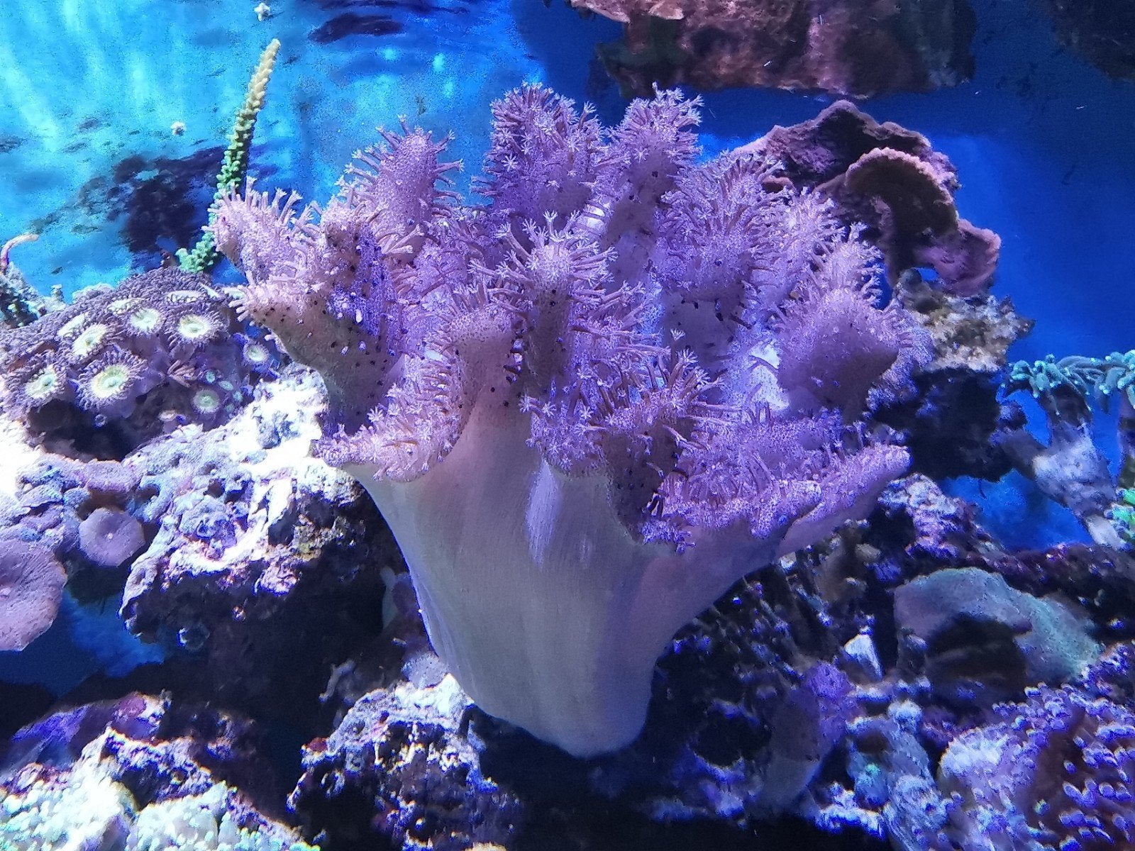 Lobophytum leder koraal, Overige typen