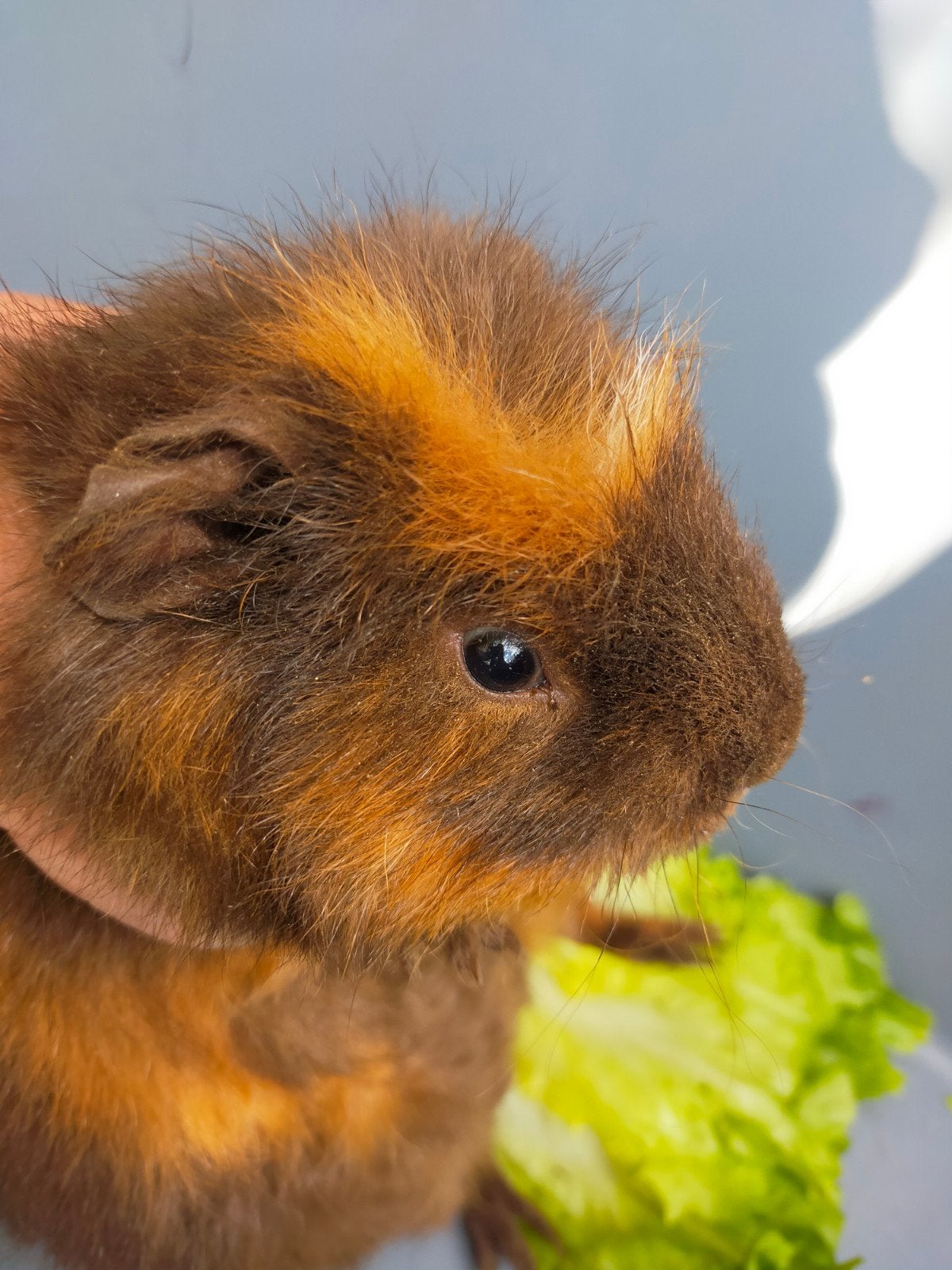 us teddy cavia beertje 16 weken, Dieren en Toebehoren, Juli, Mannelijk, Cavia