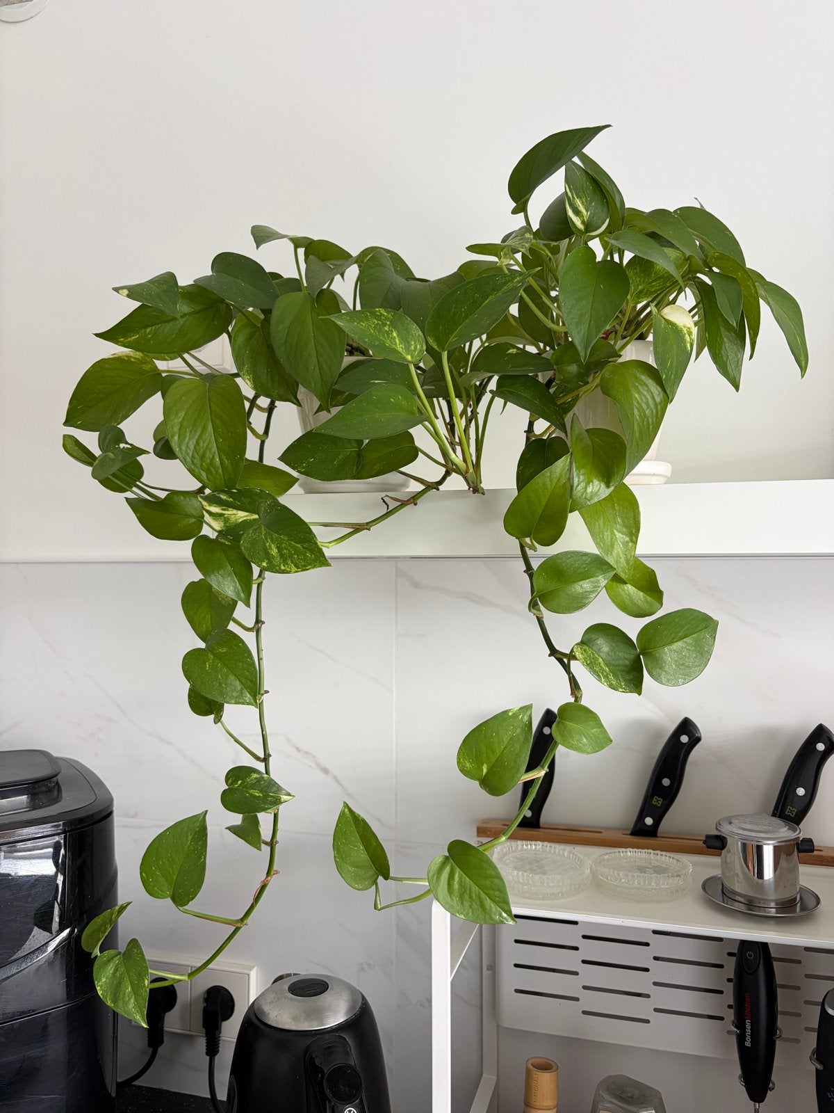 2x Pothos hangplant in pot van 12 cm diameter, Ophalen, Vaste plant, Bloeit niet, Halfschaduw