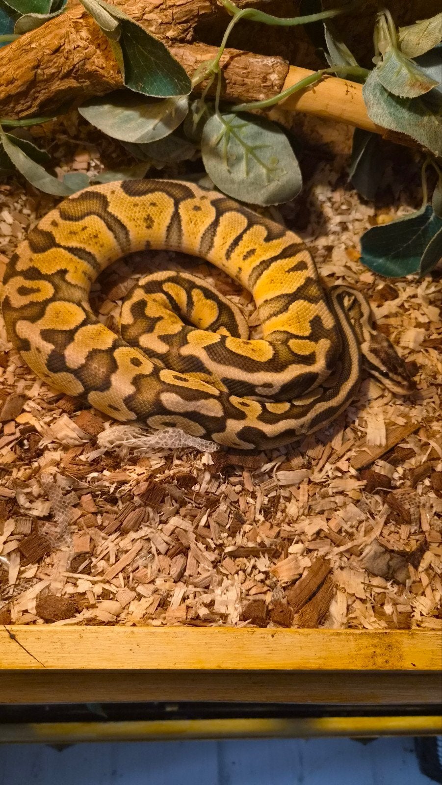 terrarium met 2 koningspythons Ball Python photo 3