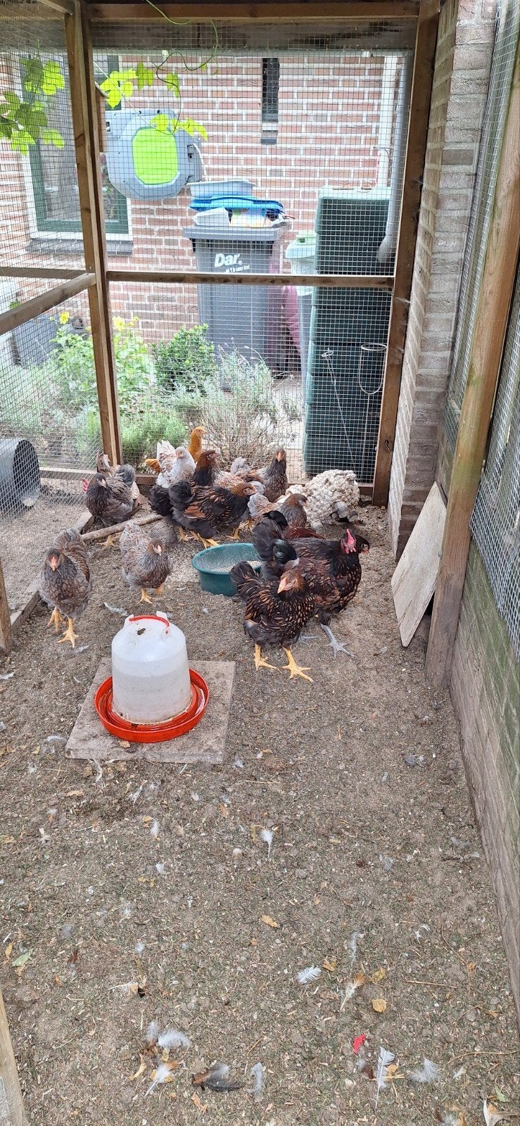 Wyandotte kippen haan, Dieren en Toebehoren, Pluimvee, Meerdere dieren, Kip