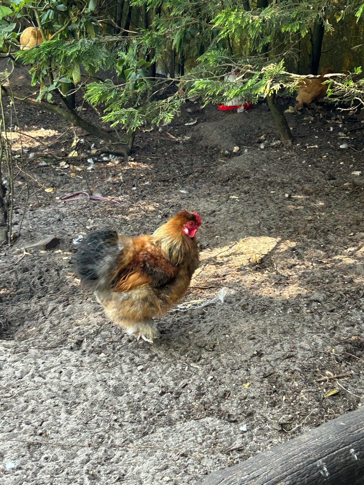 Haan zijdehoen, Dieren en Toebehoren, Pluimvee, Kip, Mannelijk