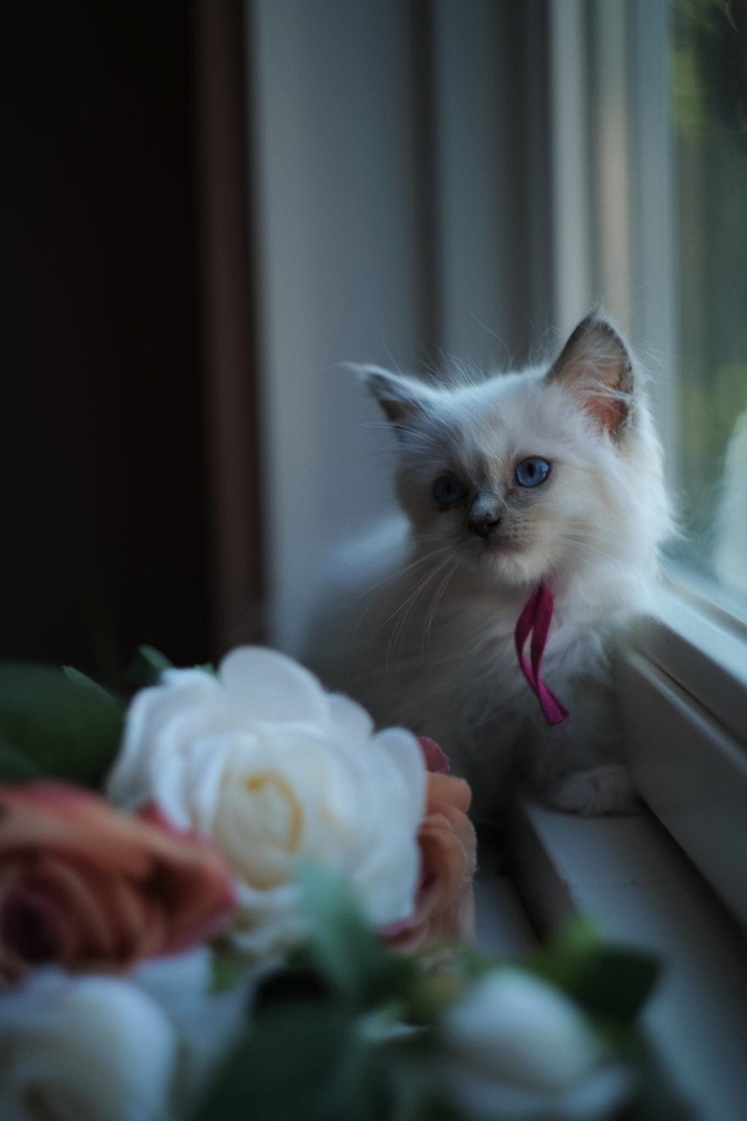 Blue point mitted Ragdoll met Stamboom, Dieren en Toebehoren, Katten en Kittens | Raskatten | Langhaar, Poes, Met stamboom