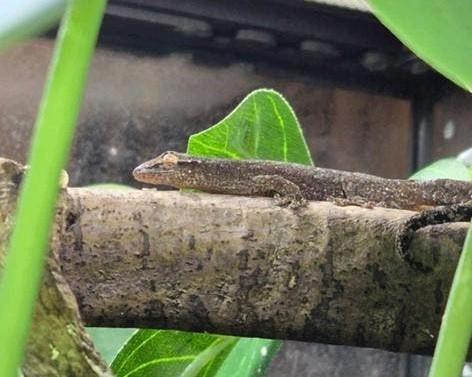 Rouwgekko's (Lepidodactylus lugubris) te koop , Dieren en Toebehoren, Amfibie, 0 tot 2 jaar