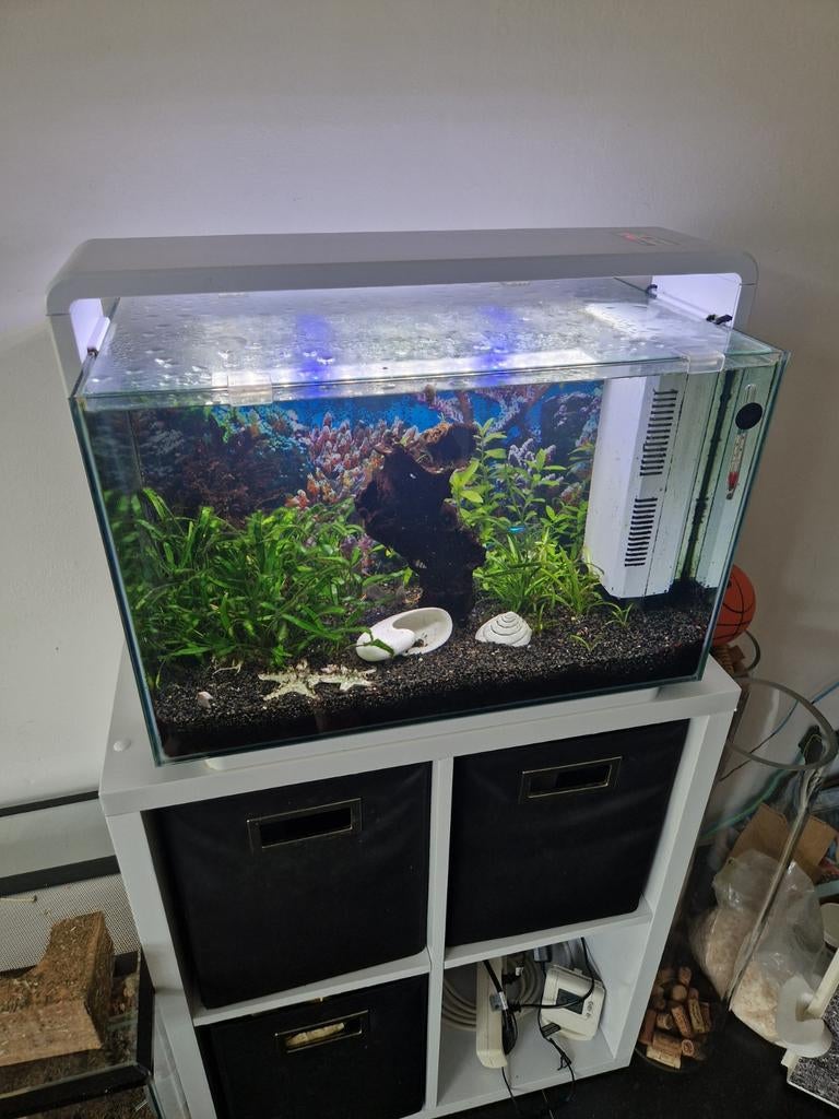 Aquarium (superfish) te koop, Ophalen, Gebruikt, Gevuld zoetwateraquarium, Inclusief vissen