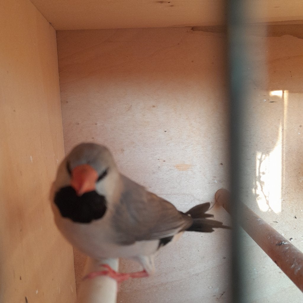 3 jonge spitsstaartamadines, in prijs verlaagd, Dieren en Toebehoren, Meerdere dieren, Tropenvogel, Geringd