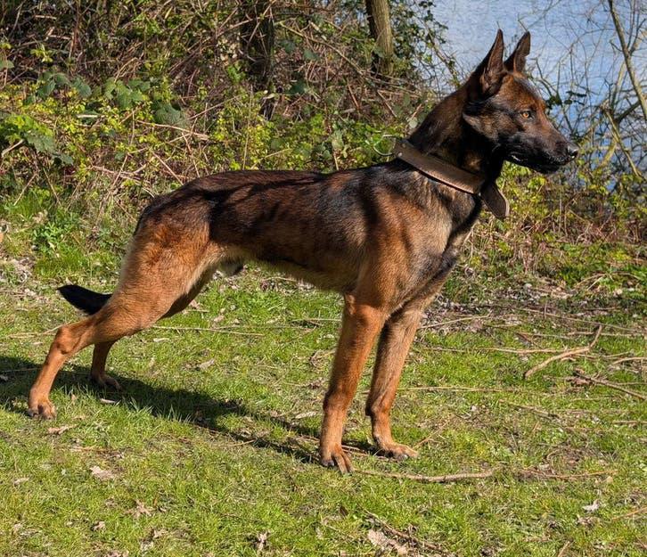 Dekreu Mechelseherder KNPV, Dieren en Toebehoren, Honden | Dekreuen, Reu, Particulier, Eén hond, Nederland, 1 tot 2 jaar, CDV (hondenziekte)