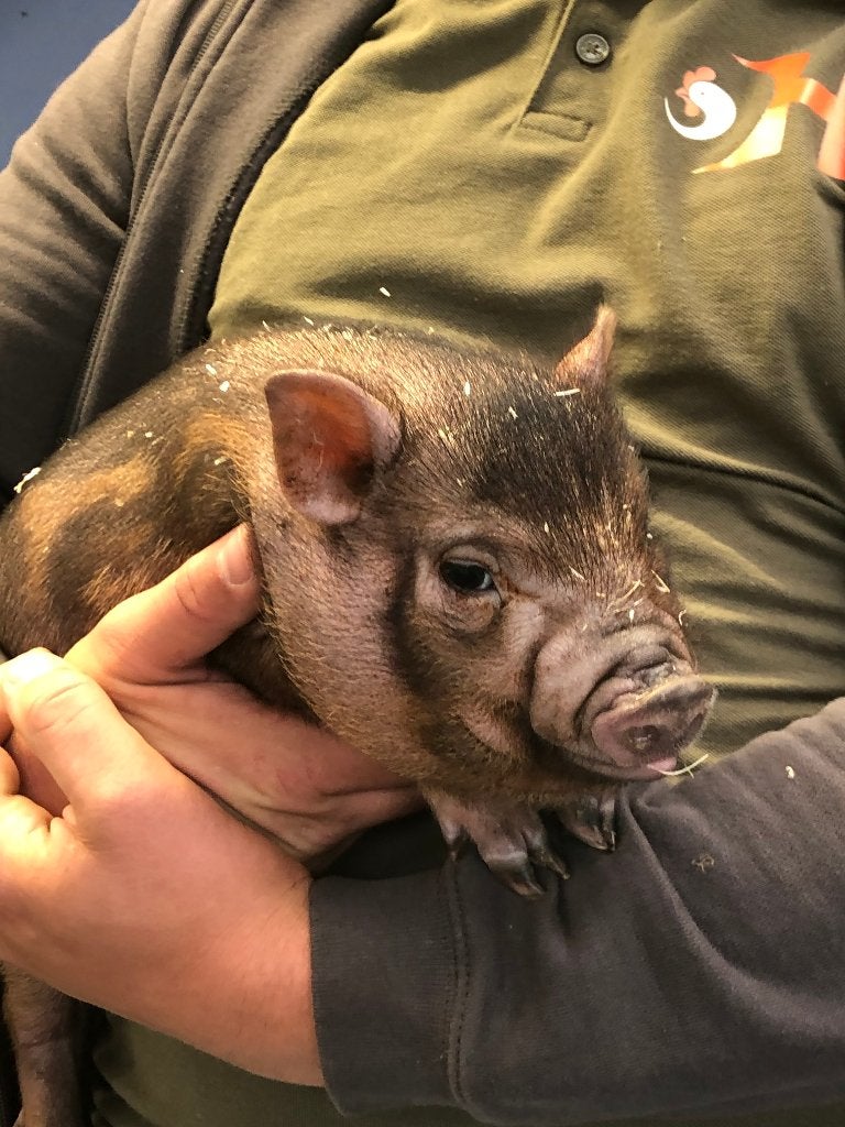 Bonte minivarkens | Tamme biggen | Passend advies, Dieren en Toebehoren, Pluimvee, Meerdere dieren, Overige soorten
