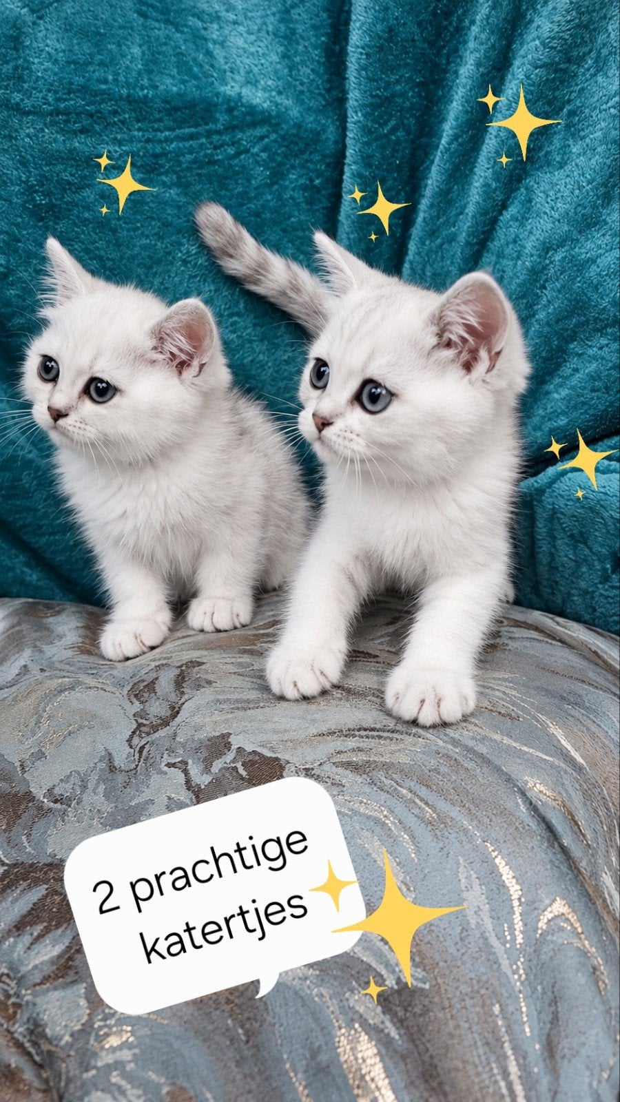 Erg mooie Britse kortharige kittens - Black Silver shell, Meerdere dieren, Met stamboom, 0 tot 2 jaar