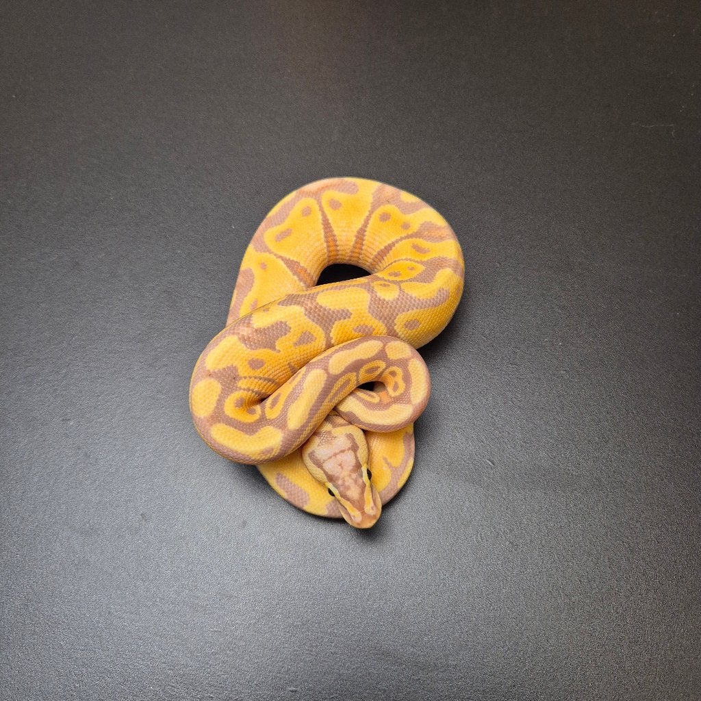 banana enchi pastel p. regius, Slang, Tam, 0 tot 2 jaar
