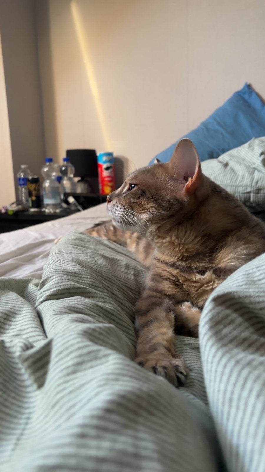 Bengaal buddha herplaatser!, Dieren en Toebehoren, Katten en Kittens | Raskatten | Korthaar, Kater