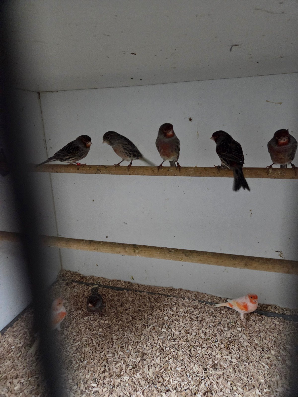 kanarie mannen, Dieren en Toebehoren