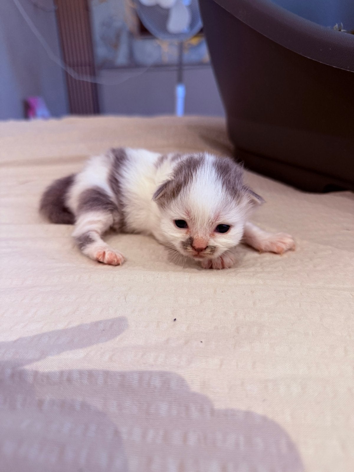 Britselanghaar kruising met Noorse boskat kittens, Dieren en Toebehoren, Katten en Kittens | Raskatten | Langhaar, Meerdere dieren