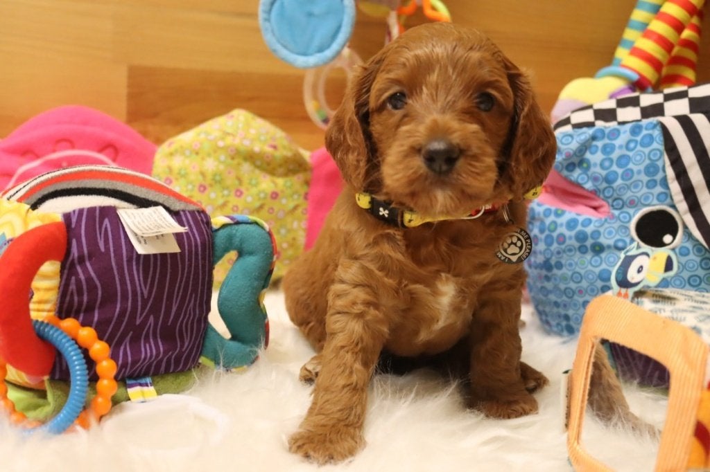 Prachtige mini / medium Australian labradoodle pups, Nederland, Parvo, Overige rassen, 8 tot 15 weken