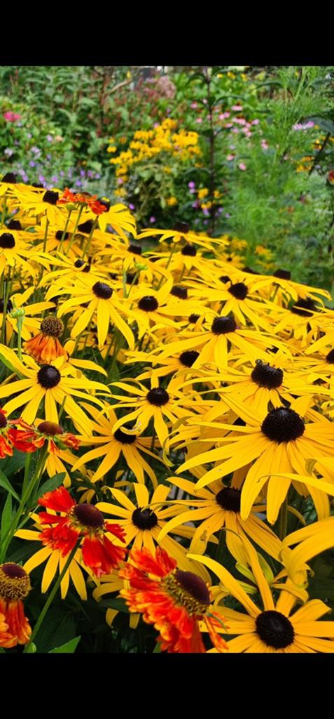 24x rudbeckia goldsturm, Ophalen, Vaste plant, Overige soorten, Volle zon