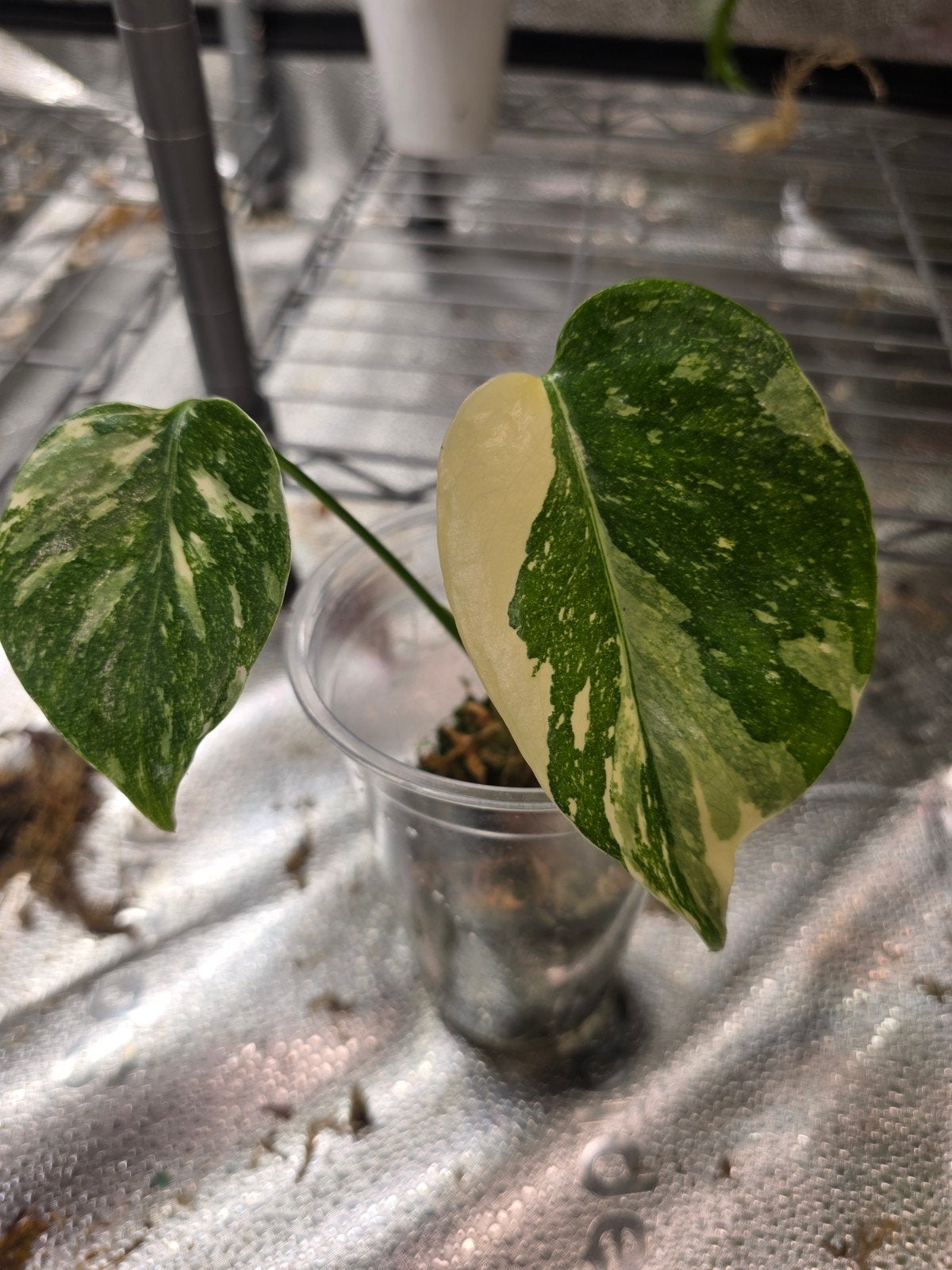 Monstera Cremebrule, Ophalen of Verzenden, Halfschaduw, Minder dan 100 cm