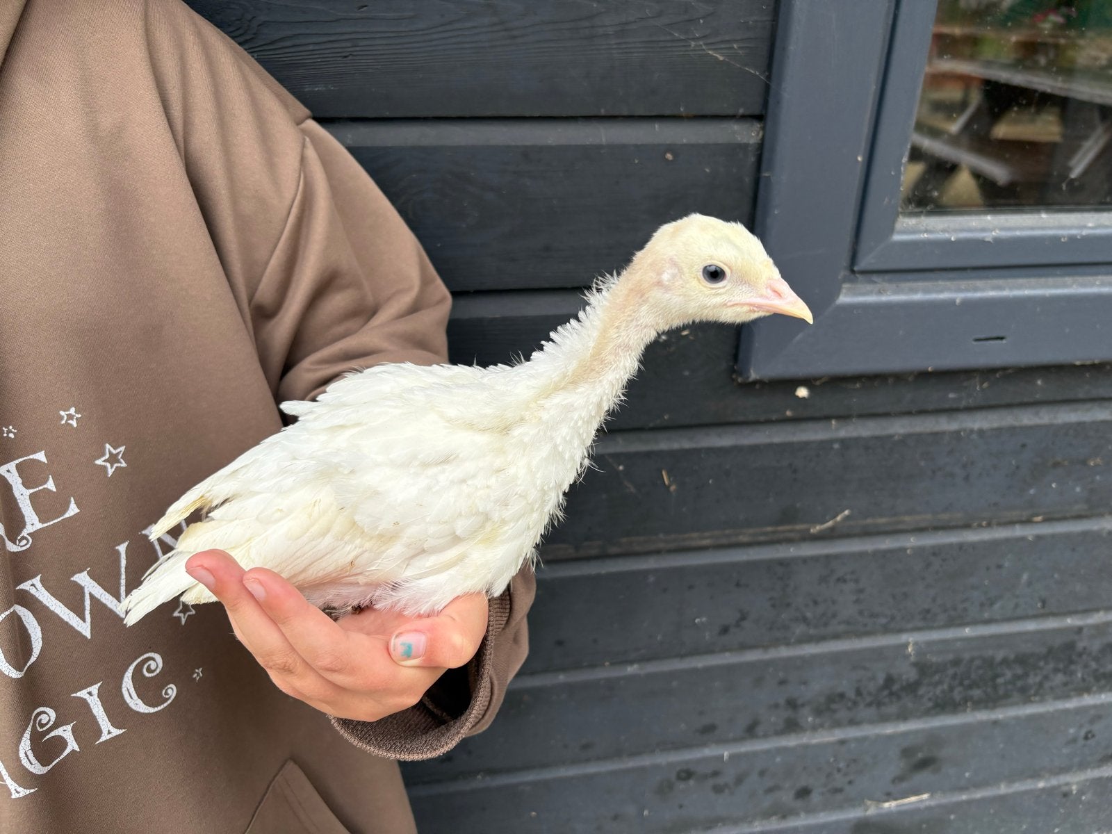 Kalkoen kuikens circa 8 weken oud, Dieren en Toebehoren, Pluimvee, Kalkoen