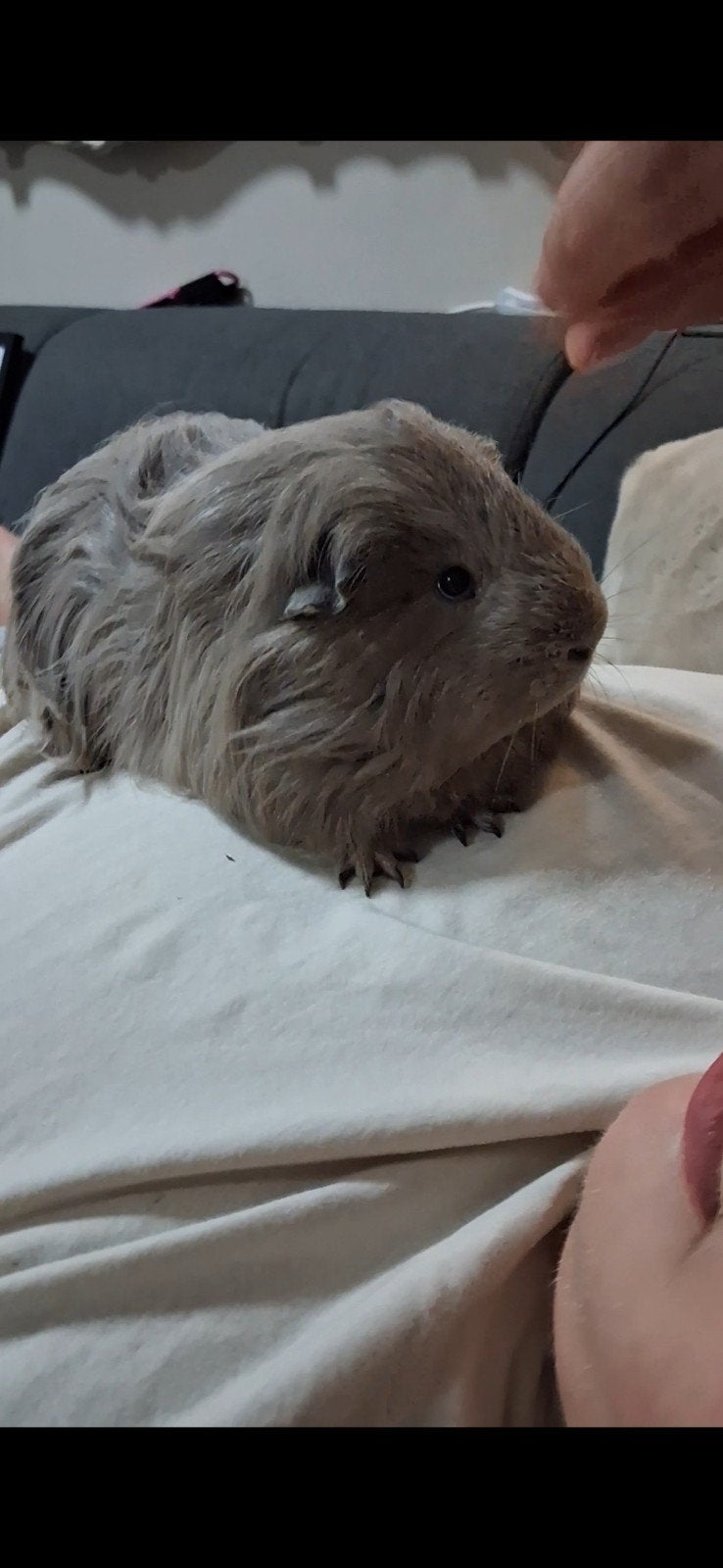 lang harige tamme cavia, Cavia, Februari, Vrouwelijk, Tam