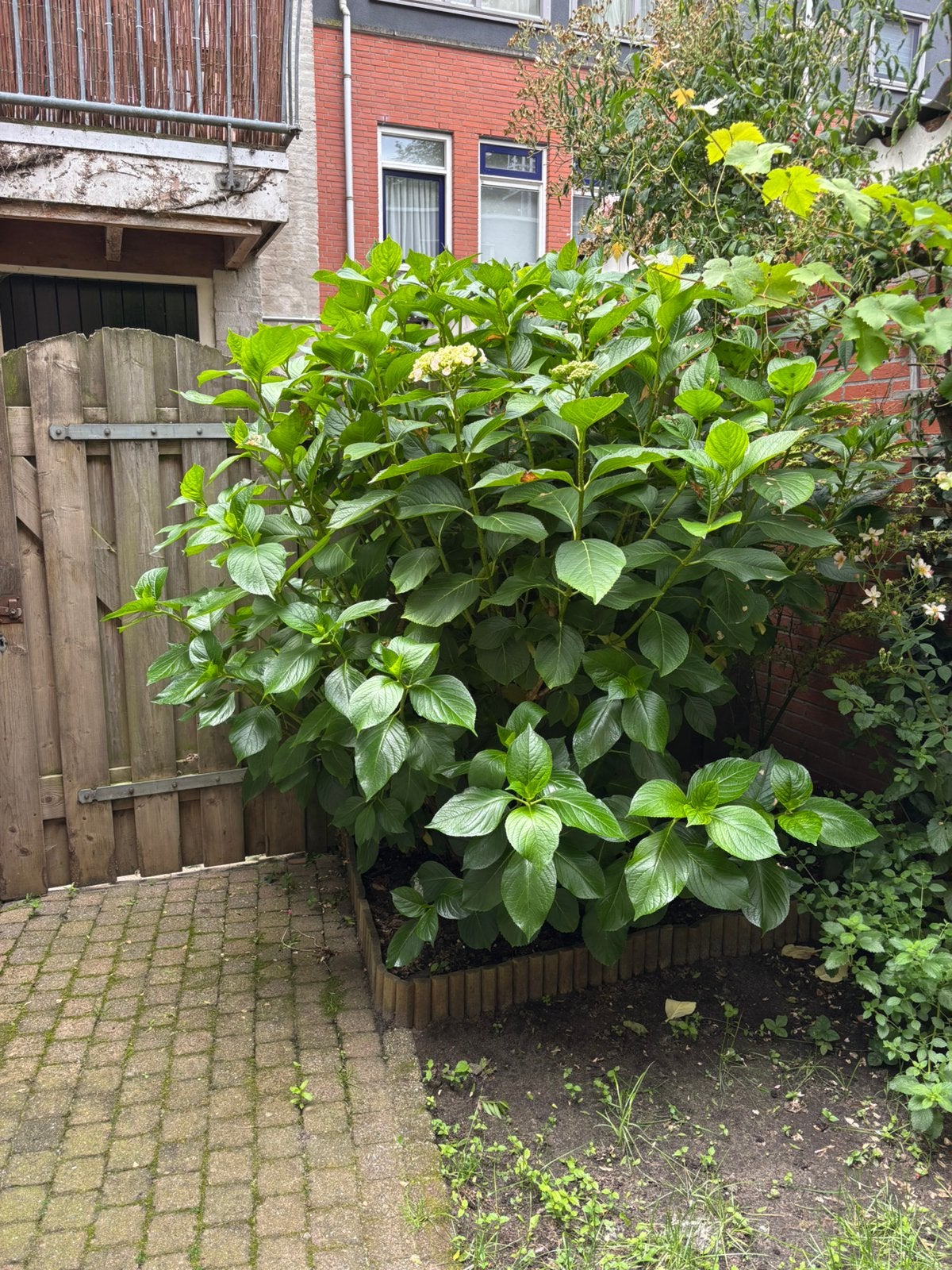 Grote hortensia roze, Tuin en Terras, Overige soorten, 100 tot 250 cm, Zomer, Ophalen