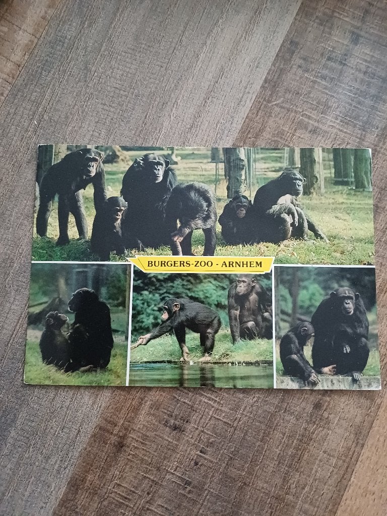 burgers zoo arnhem, Ophalen of Verzenden, Gelopen, Gelderland