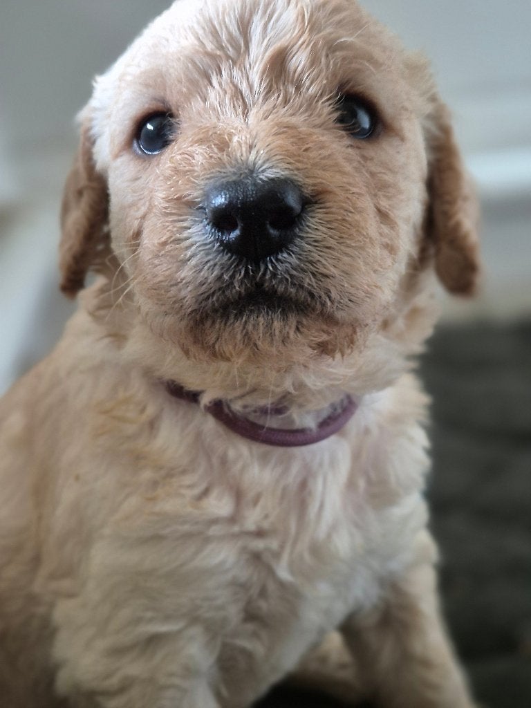 Prachtige kl medium labradoodle pups, CDV (hondenziekte), 8 tot 15 weken, Meerdere, Meerdere dieren
