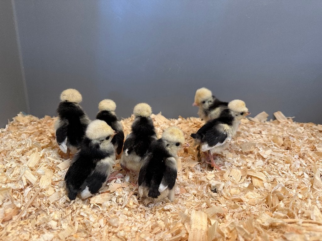 Hollandse Kuifhoen kriel kuikens gesekst en ingeënt, Vrouwelijk, Kip