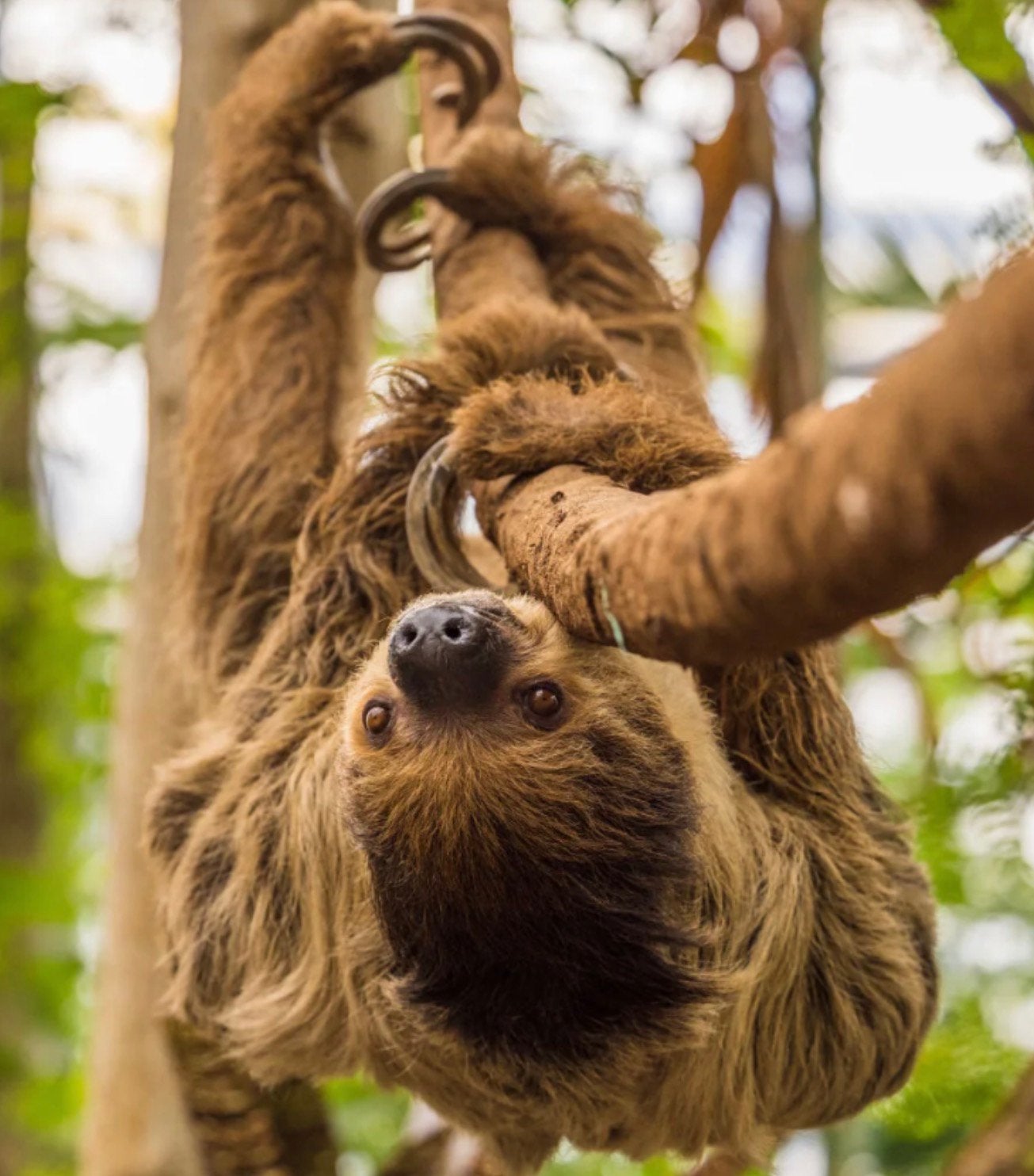 WILDLANDS Emmen 2 kaartjes. Samen €38. Geldig t/m 30-4-2027, Tickets en Kaartjes, Recreatie | Dierentuinen, Twee personen, Ticket of Toegangskaart