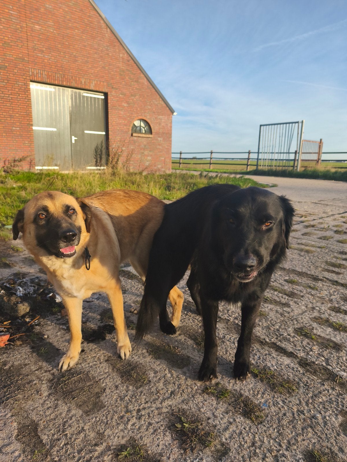 pups verwacht, 8 tot 15 weken, Meerdere, Meerdere dieren, CDV (hondenziekte)