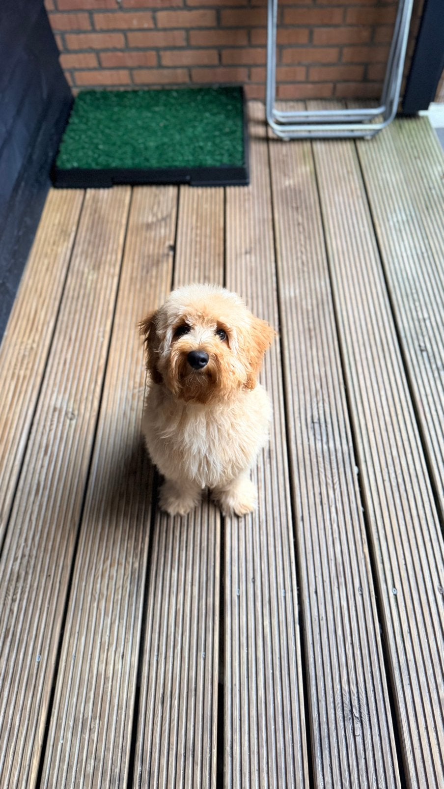 Mini Australiën doodle, 15 weken tot 1 jaar, Reu, Eén hond, Klein