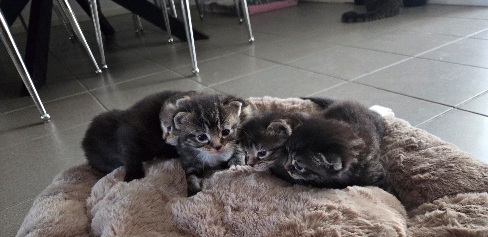 Kittens, Dieren en Toebehoren, Katten en Kittens | Raskatten | Korthaar, Meerdere dieren, 0 tot 2 jaar, Ontwormd