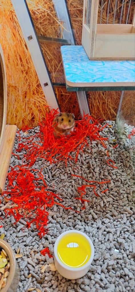 Syrische hamster vrouw, Maart, Mannelijk, Hamster