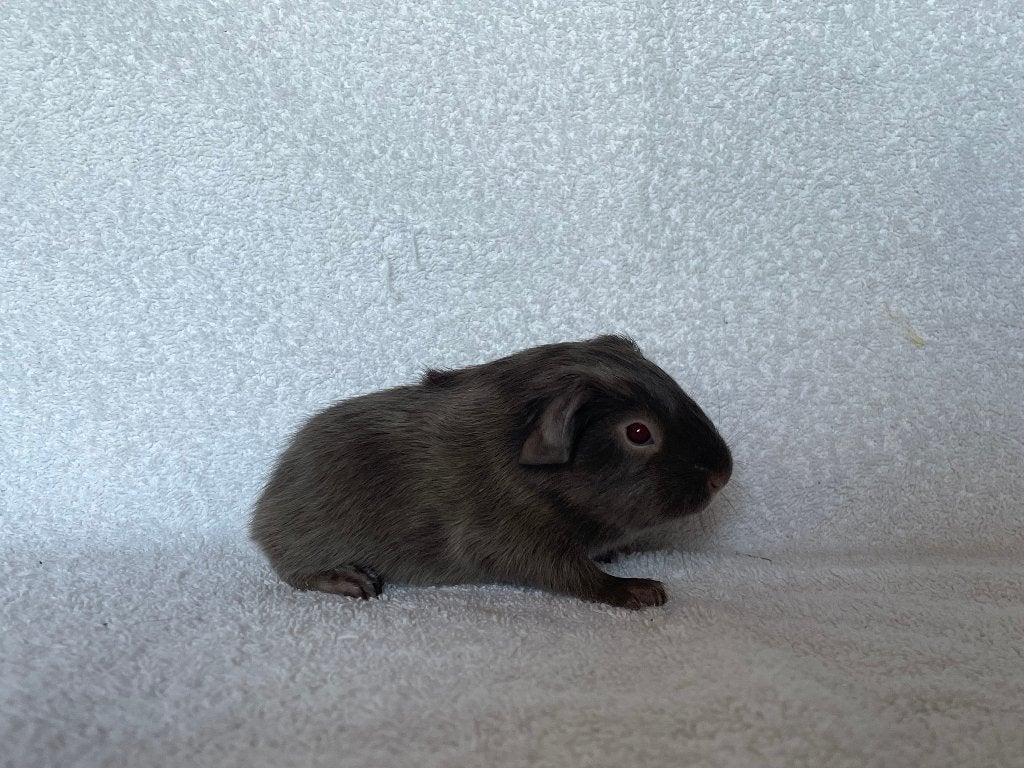 Lilac ridgeback cavia beertje, Mei, Mannelijk, Cavia