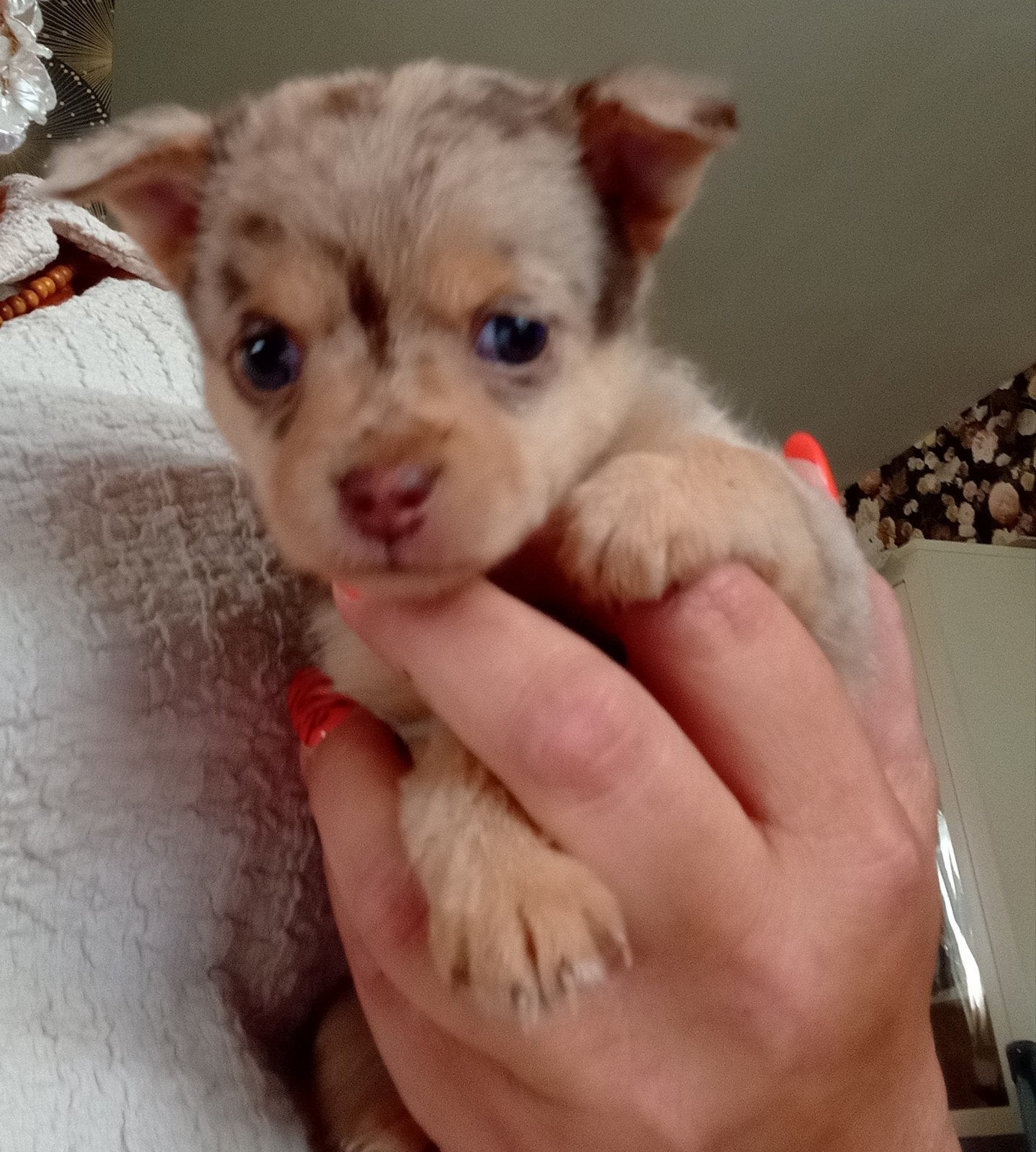 Zeer mooie chihuahua Yorks Terrier kruising teefje, 8 tot 15 weken, Teef, Eén hond, Chihuahua