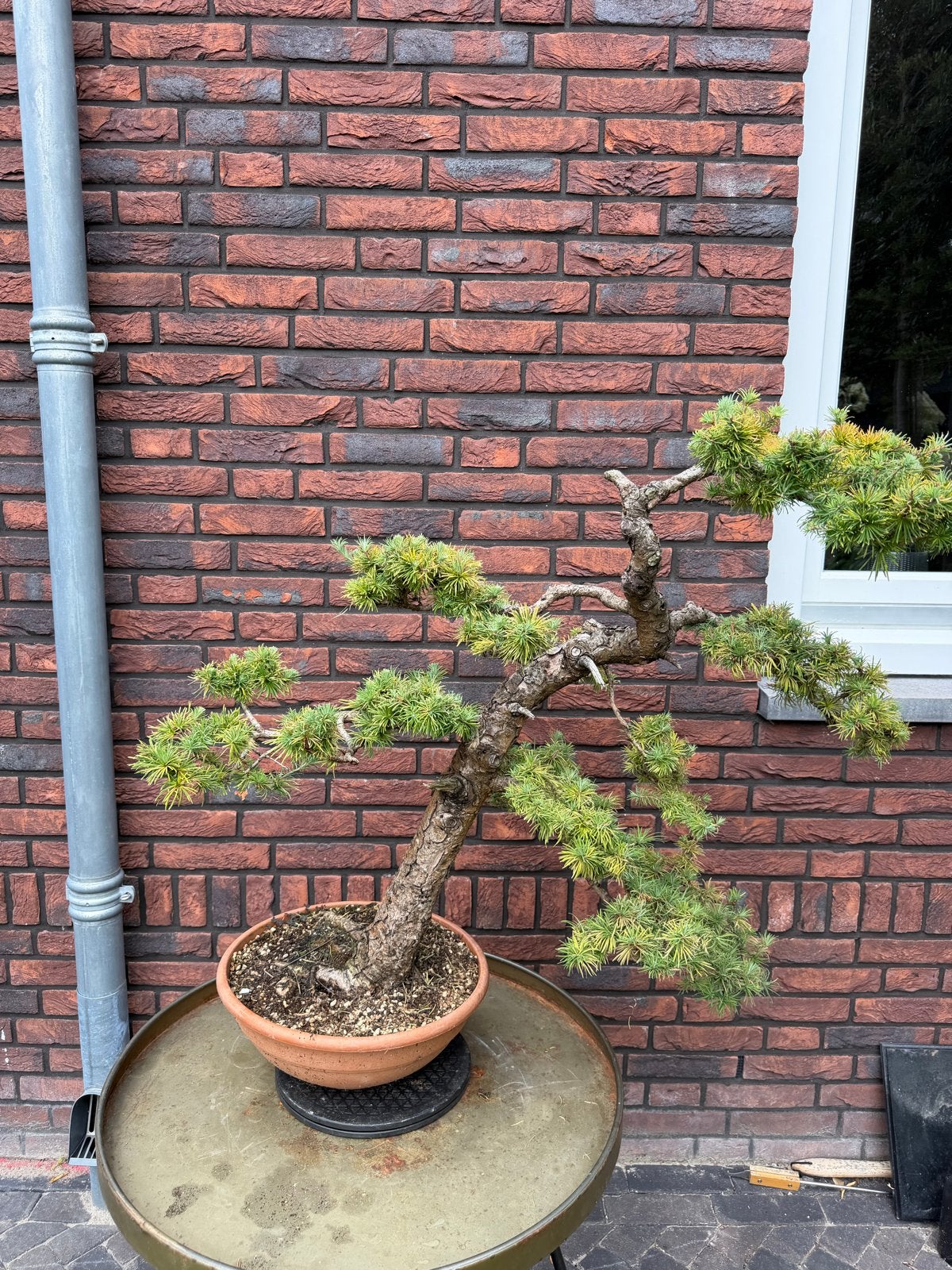 Oude Larix Bonsai - 70 cm hoog met mooie stam en wortelvoet, Volle zon, Vaste plant, Bloeit niet, Ophalen