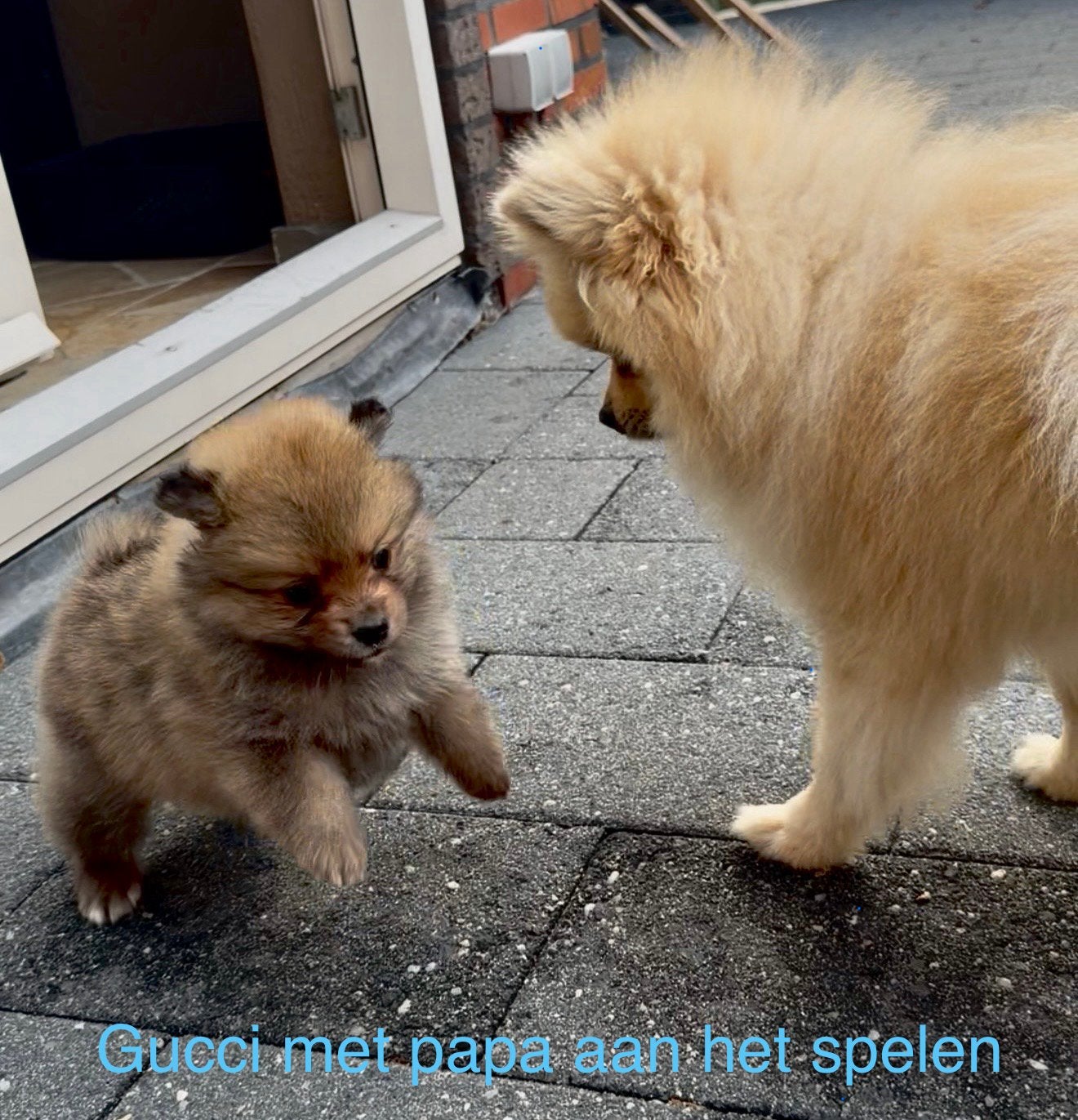 Pomeriaan - pups mogen 7-11-2026 naar nieuw🏡, Dieren en Toebehoren, 8 tot 15 weken, CDV (hondenziekte), Meerdere, Meerdere dieren