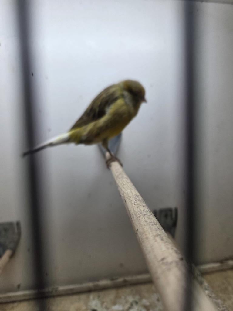 Jorgie kanarie, Dieren en Toebehoren, Vogels | Kanaries, Mannelijk, Kleurkanarie