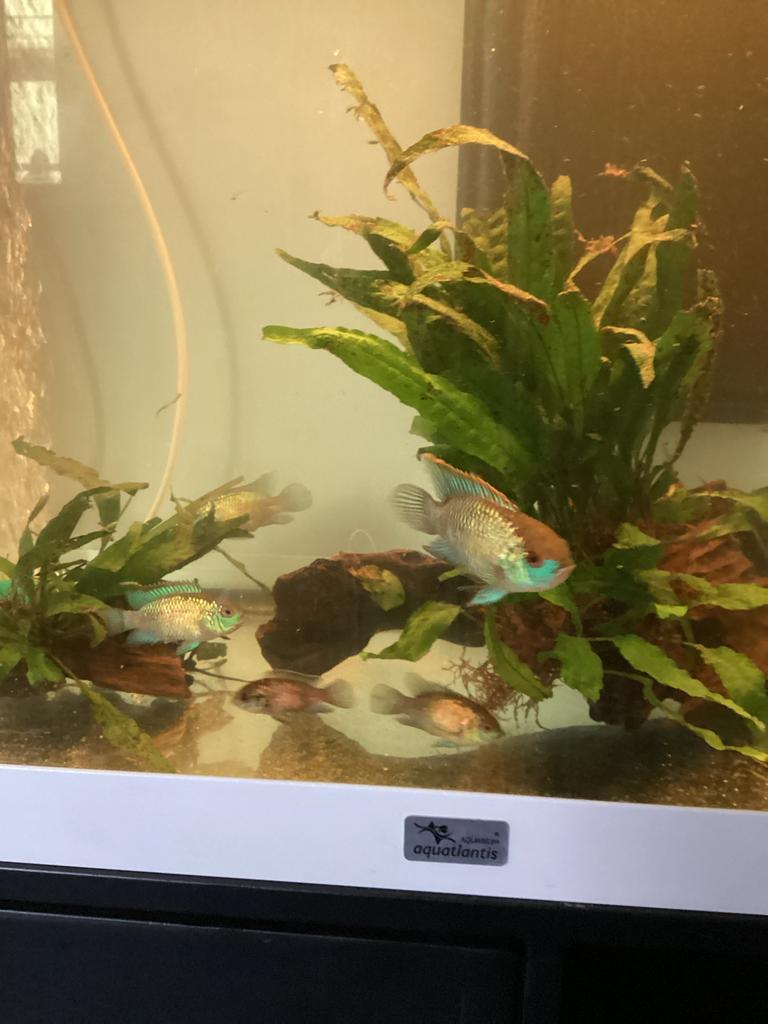 Te koop Aequidens pulcher ( electric bleu acara), Vis
