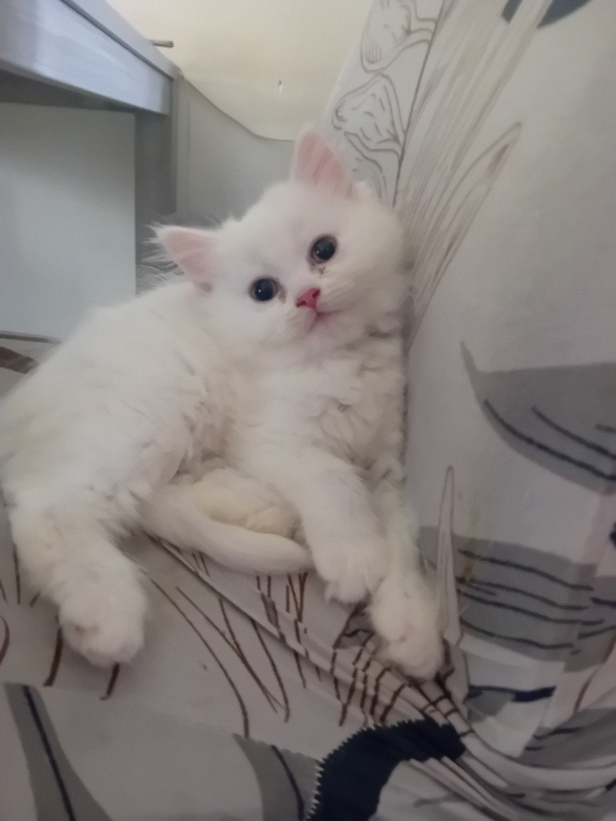 Ragdoll x Noorse boskat kittens wit, Dieren en Toebehoren, Meerdere dieren, Ontwormd