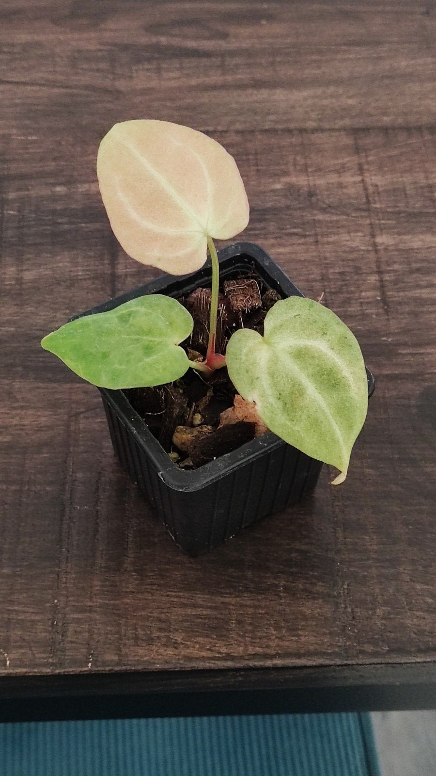 anthurium Crystallinum x Ace of Spades S1 Mint Variegated, Ophalen of Verzenden, Halfschaduw, Minder dan 100 cm