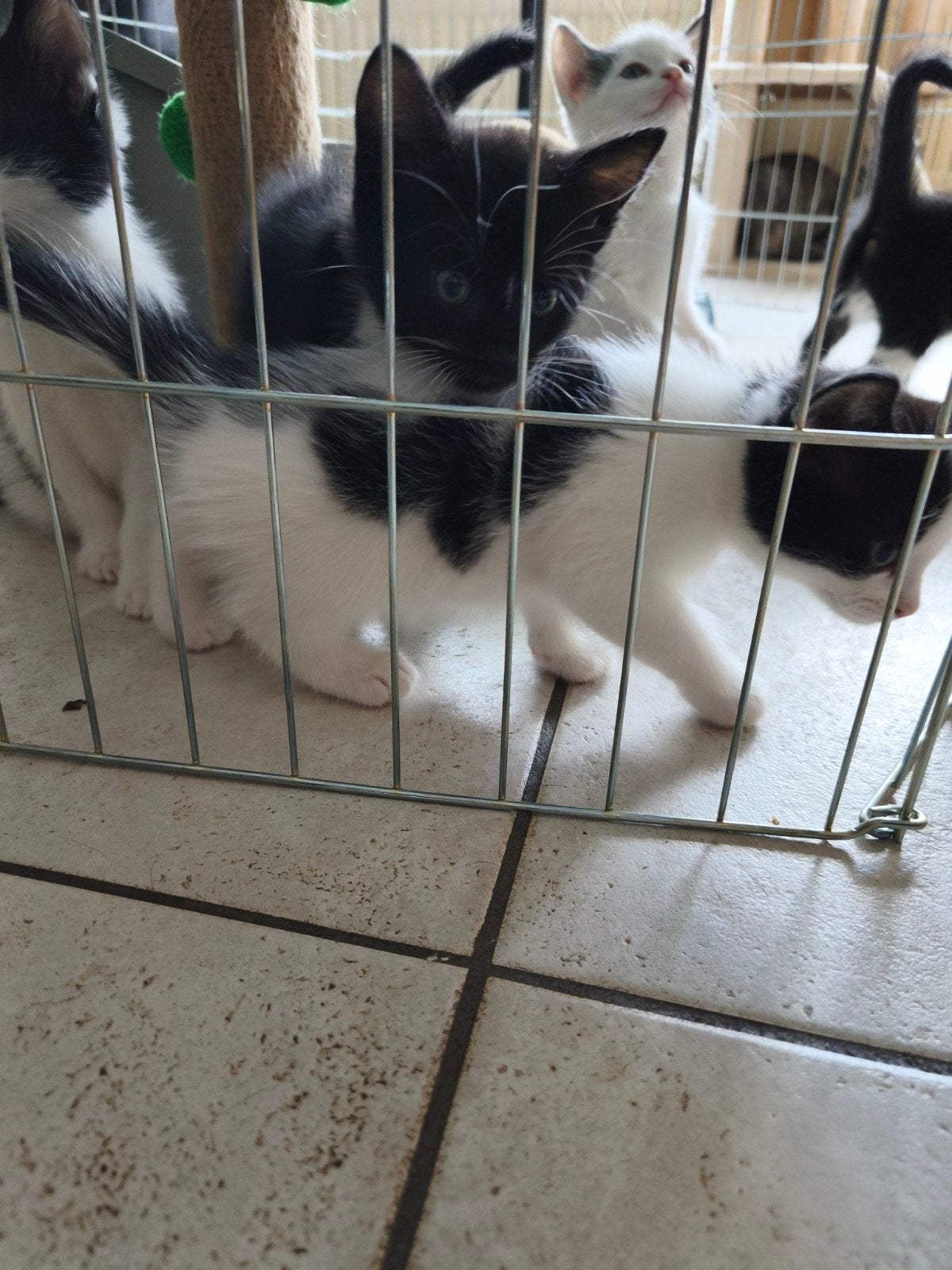 Kittens, Meerdere dieren