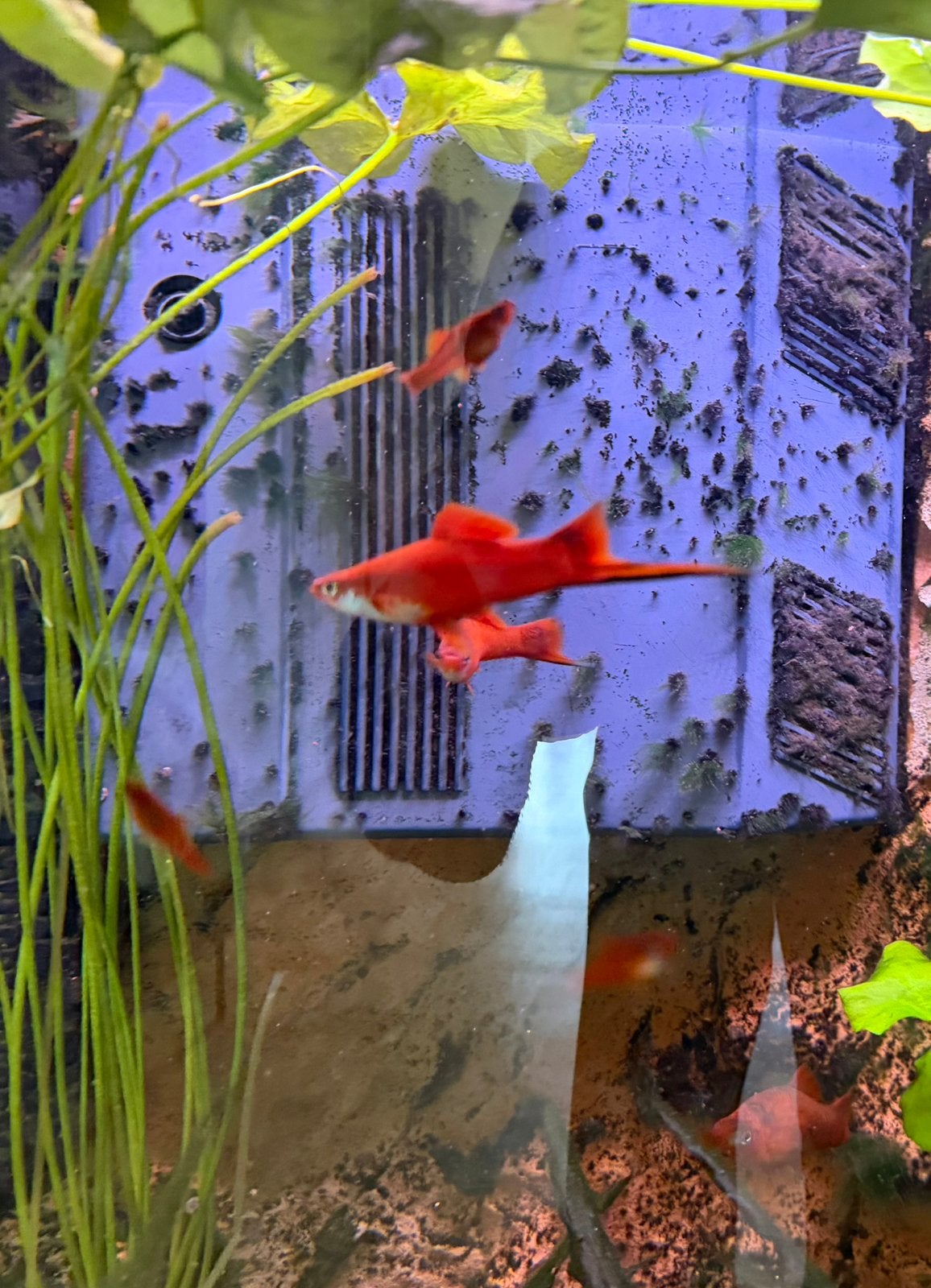 Zwaarddrager (Xiphoporus Helleri), Vis, Zoetwatervis