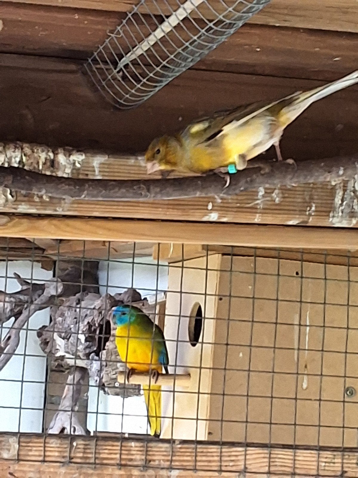 Mooie bonte kanarie, Mannelijk, Zangkanarie