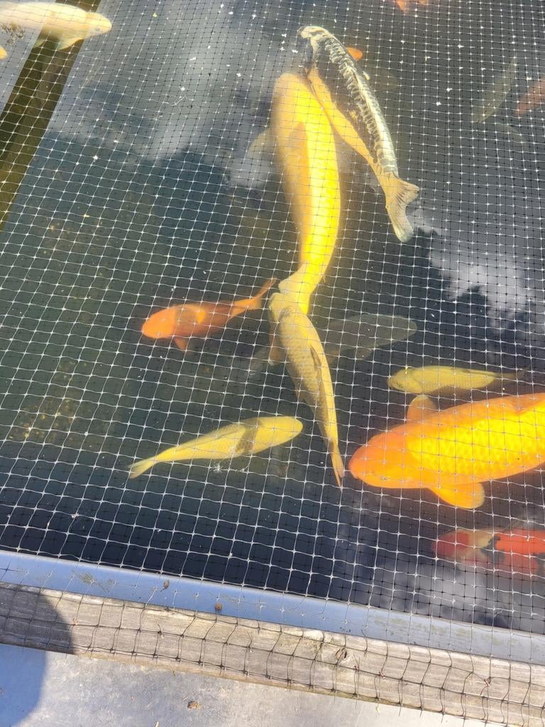 Diverse 2-jarige koi te koop., Dieren en Toebehoren, Vissen | Vijvervissen, Karper of Koi
